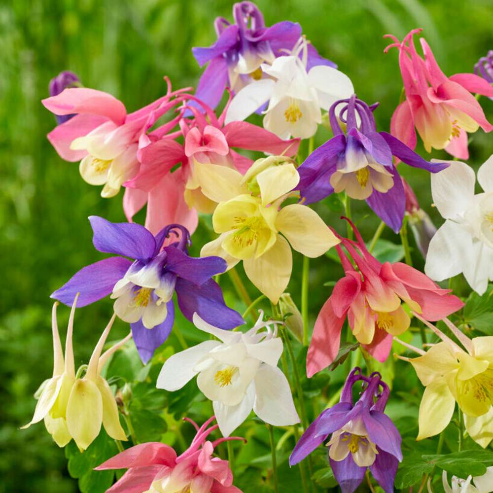 Akeleje 'McKana Hybrids Mix'